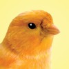 Nest Expressions